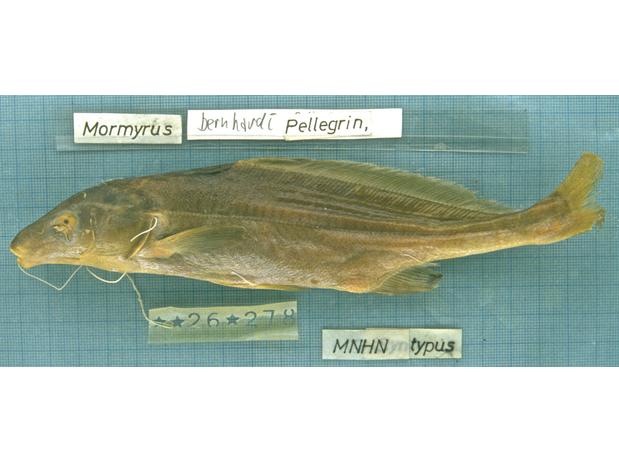 Mormyrus bernhardi Pellegrin holotype (unique) MNHN 1926-0278, Nairobi, Kenya