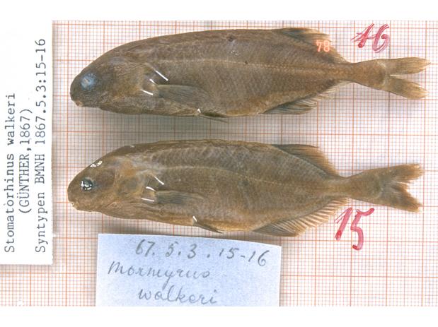 Mormyrus walkeri Günther (= Stomatorhinus walkeri) syntypes, Ogowe River, Gabon