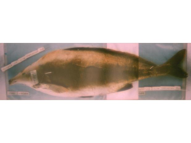 Mormyrus rume Valenciennes, holotype (unique), MNHN A-9626, Senegal River
