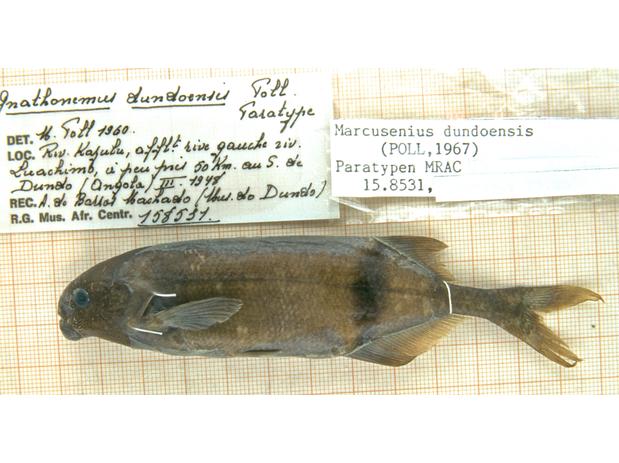 Gnathonemus dundoensis Poll (=Marcusenius dudnoensis) paratype MRAC 158531