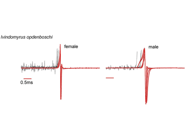 Superimposed EOD waveforms of Ivindomyrus opdenboschi, scale bar = 0.5 ms