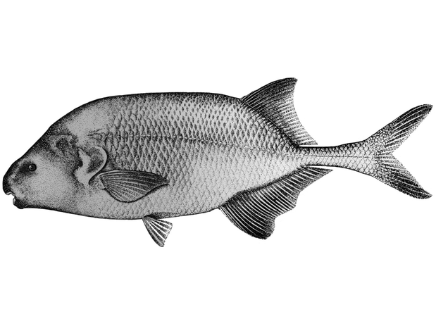 Illustration of type specimen of Ivindomyrus opdenboschi, 274 mm, Ivindo River at Makokou, Gabon