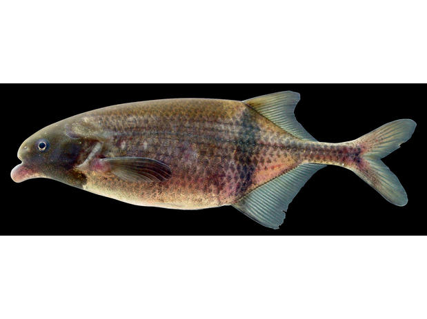 Marcusenius moorii, tag no. 5129, Ivindo River at Loa-Loa rapids, Gabon