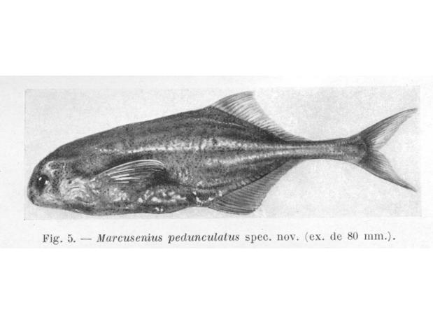 Marcusenius pedunculatus David & Poll (=Pollimyrus pedunculatus, holotype MRAC 22664, Boma, D.R. Congo