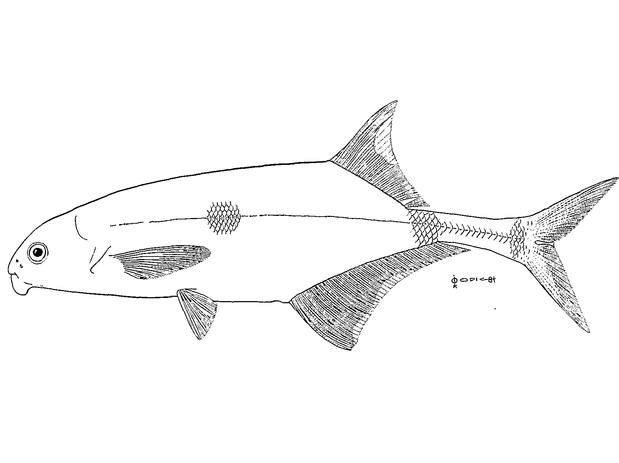 Marcusenius thomasi (from Bigorne 1990)