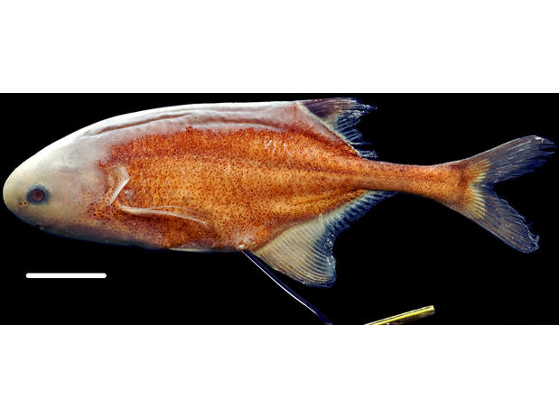 Photograph of a preserved specimen of Petrocephalus microphthalmus from Odzala National Park (scale bar = 1.0 cm)