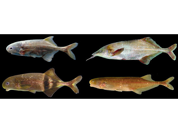 Left to right, top to bottom: Petrocephalus sullivani, Genyomyrus donnyi, Hippopotamyrus castor, Brienomyrus brachyistius