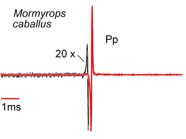 Mormyrops caballus EOD waveform