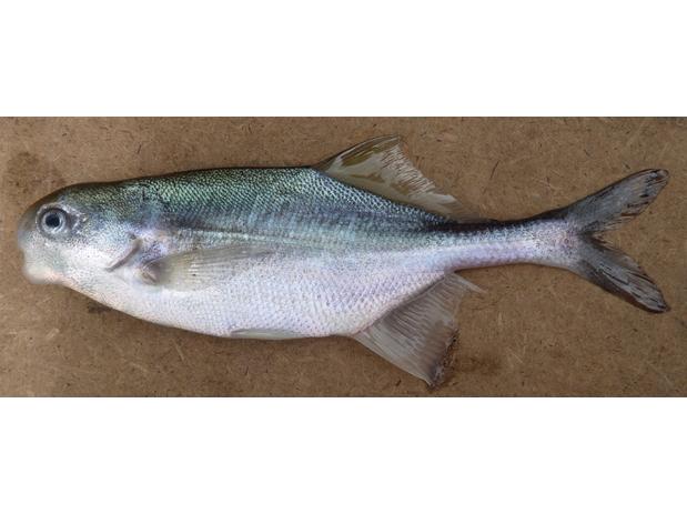 Cyphomyrus discorhynchus Ruzizi River, Burundi.