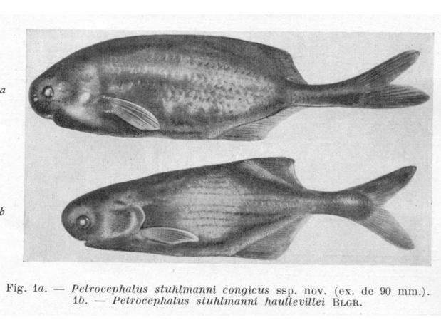 Petrocephalus stuhlmanni congicus David & Poll (=Petrocephalus congicus) and Petrocephalus stuhlmanni haullevillei Boulenger