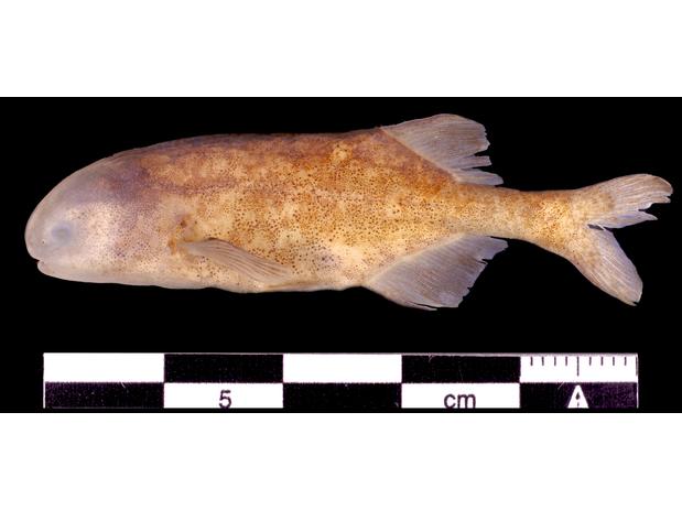 Pollimyrus cuandoensis Kramer, van der Bank and Wink holotype ZSM 41805, Kwando River, Namibia