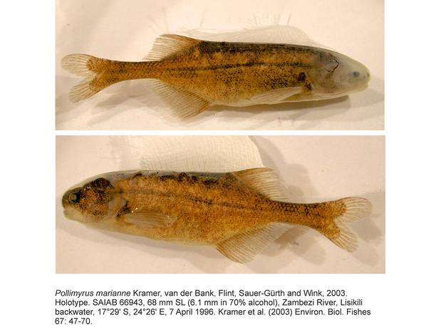 Pollimyrus marianne Kramer, van der Bank, Flint, Sauer-Gürth and Wink, holotype 66943, Zambezi River, Katima Mulilo, Namibia