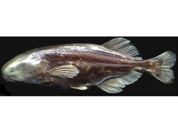 Holotype of Stomatorhinus ivindoensis (preserved alchoholic specimen), CU 85157, 43.8 mm SL, male.