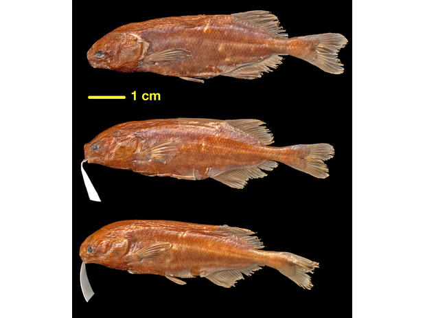 Stomatorhinus polli Matthes paratypes MRAC 138976-78, Ikela region, D.R. Congo
