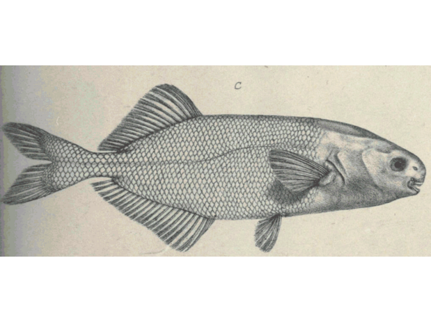 Illustration of Stomatorhinus walkeri from Günther 1867