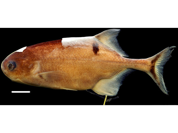 Photograph of the preserved holotype of Petrocephalus zakoni (CU 88101) from Odzala National Park (scale bar = 1.0 cm)