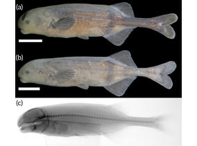 Heteromormyrus chilembwei.jpg