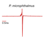 Petrocephalus microphthalmus EOD waveform