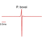 Petrocephalus bovei EOD waveform