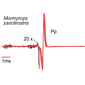 Mormyrops zanclirostris EOD waveform