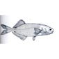 File:Stomatorhinus walkeri.jpg