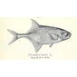 File:Petrocephalus ansorgii.jpg