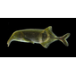 File:Campylomormyrus phantasticus.png