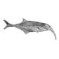 File:Campylomormyrus curvirostris.jpg