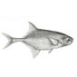 File:Petrocephalus ansorgii 1902.jpg