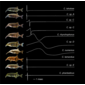 File:Electric fish and EODs.png
