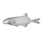 File:Marcusenius ussheri.jpg