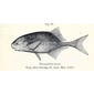 File:Petrocephalus simus.jpg