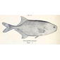 File:Petrocephalus sauvagii.jpg