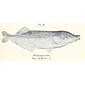 File:Mormyrops curtus.jpg