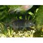 Mormyridae Gnathonemus petersii 2.jpg